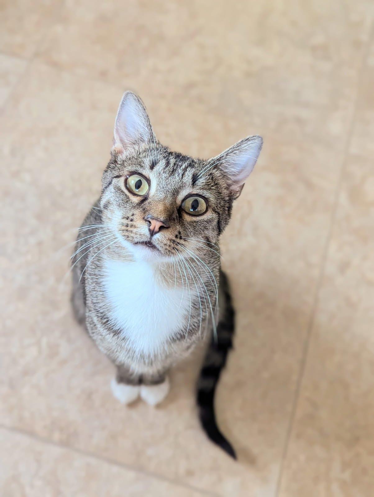 Sapphire, an adoptable Domestic Short Hair in Little Falls, MN, 56345 | Photo Image 1