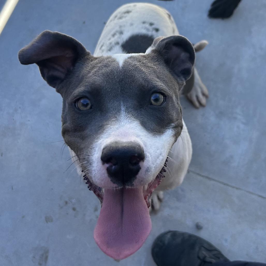 26-943 Charlotte, Adoptable, Young Female Pit Bull Terrier.