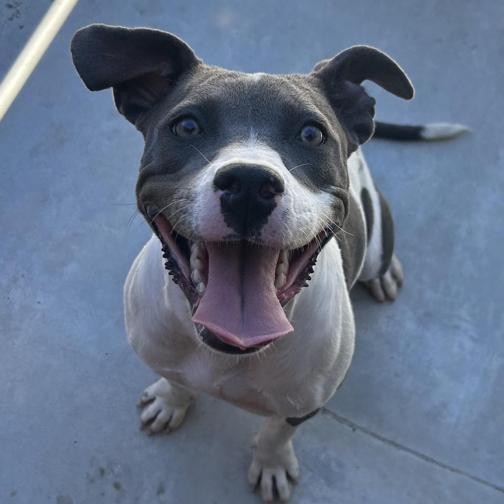 Enlarge 26-943 Charlotte, a Adoptable Pit Bull Terrier in Los Banos, CA image 2/3