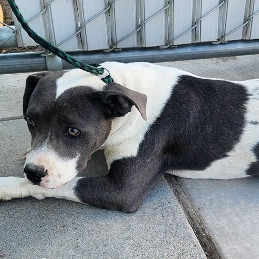 Enlarge 26-943 Charlotte, a Adoptable Pit Bull Terrier in Los Banos, CA image 3/3