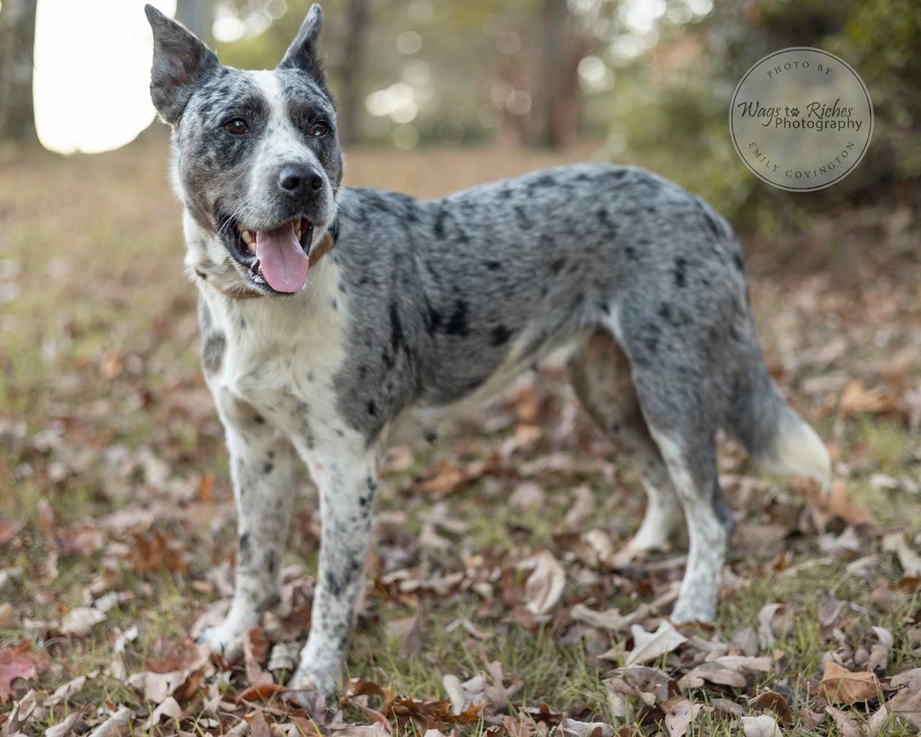 Georgia - Adopted, adopted, Adult Female Australian Cattle Dog / Blue Heeler.