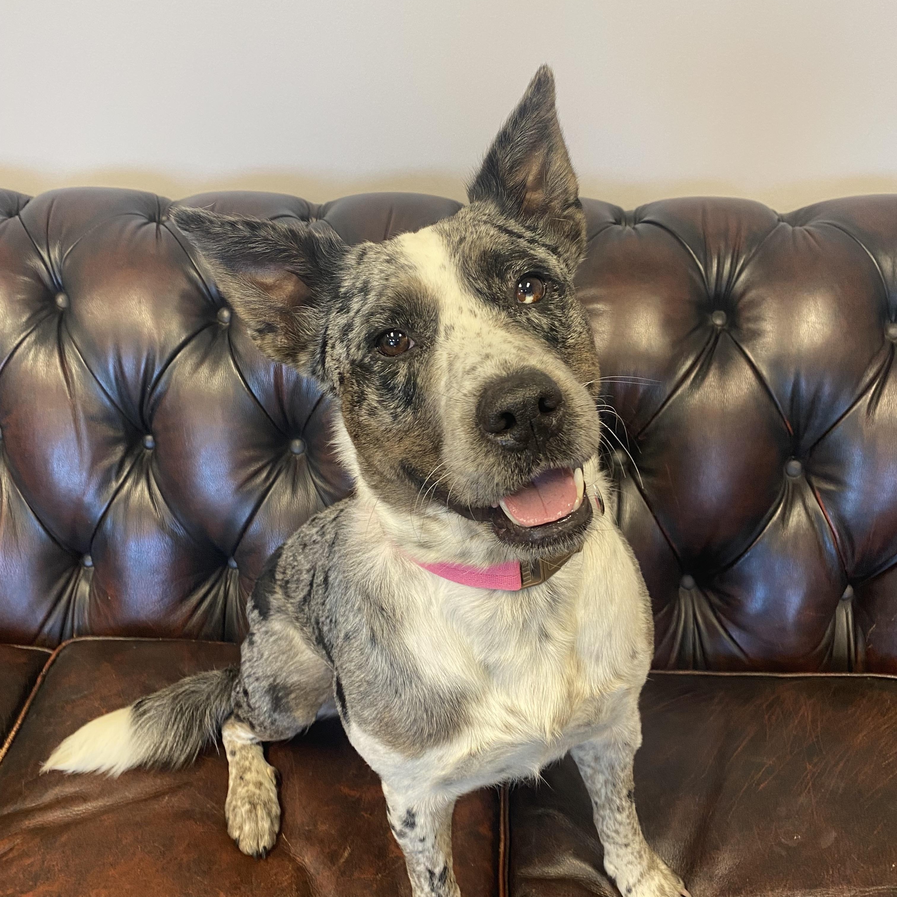 Georgia - Adopted, an adopted mixed breed in Knoxville, TN image 5/6