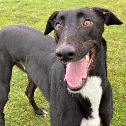 Jake, Adoptable, Adult Male Greyhound.