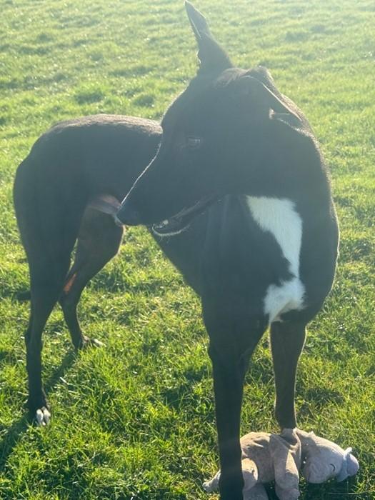 Enlarge Jake, a Adoptable Greyhound in Hobart, IN image 2/3