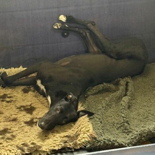 Enlarge Jake, a Adoptable Greyhound in Hobart, IN image 3/3