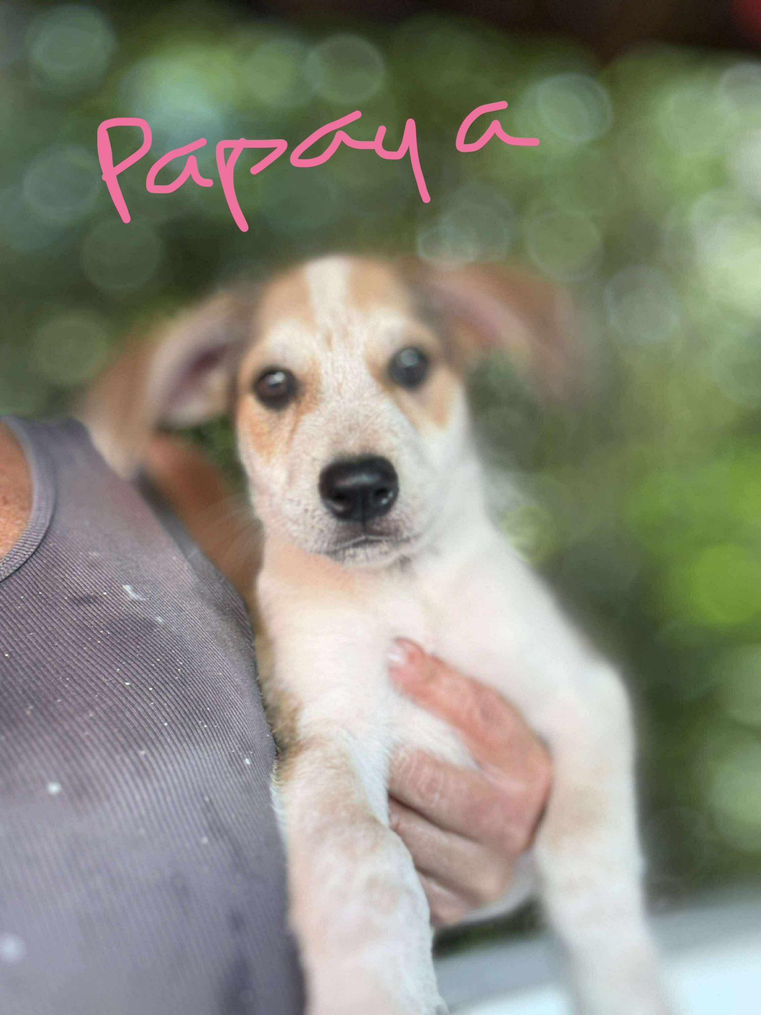 Papaya