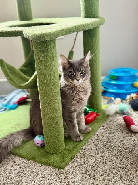 Enlarge Butch and Sundance, an adopted Domestic Short Hair in Johnsburg, IL image 5/6