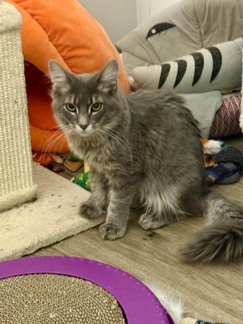 Butch and Sundance, adopted, Young Male Domestic Short Hair.