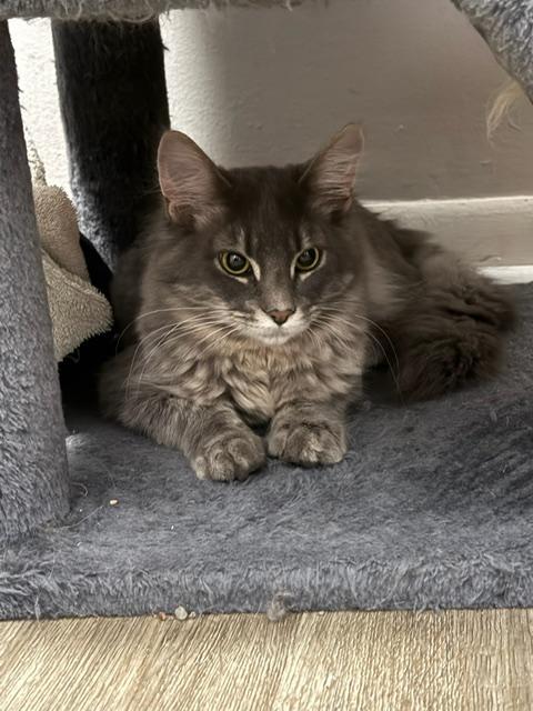 Enlarge Butch and Sundance, an adopted Domestic Short Hair in Johnsburg, IL image 4/6