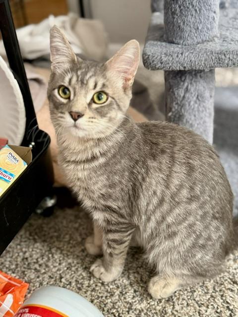 Enlarge Butch and Sundance, an adopted Domestic Short Hair in Johnsburg, IL image 6/6