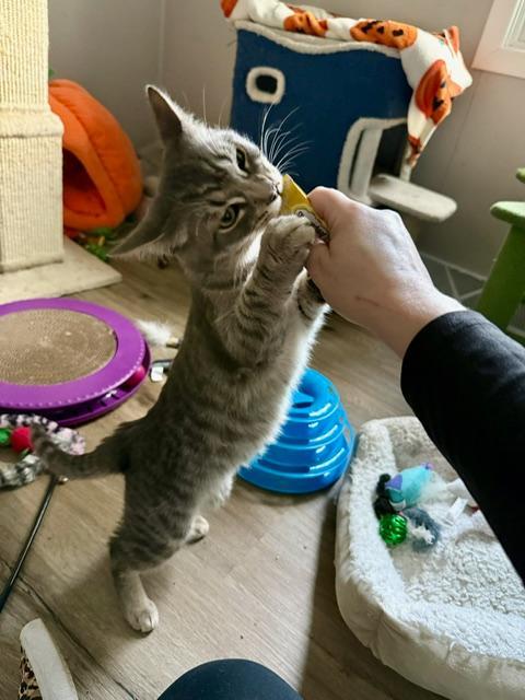 Enlarge Butch and Sundance, an adopted Domestic Short Hair in Johnsburg, IL image 3/6