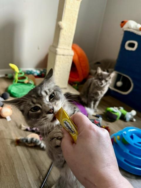 Enlarge Butch and Sundance, an adopted Domestic Short Hair in Johnsburg, IL image 2/6