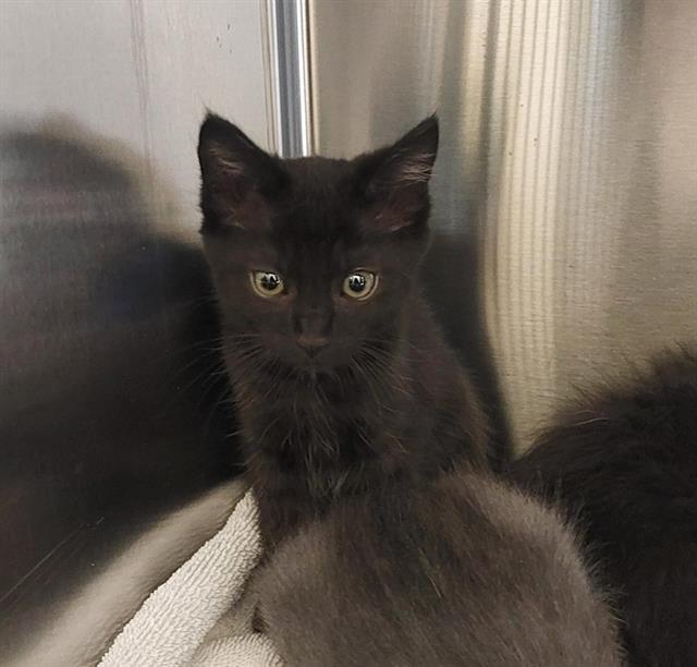 Enlarge BERNIE, a Adoptable Domestic Short Hair in Chula Vista, CA image 1/1