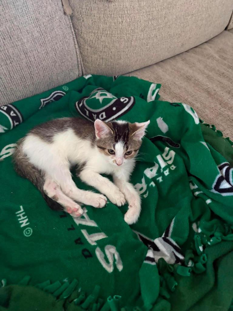 G. Dragon, Adoptable, Kitten Female Domestic Medium Hair.