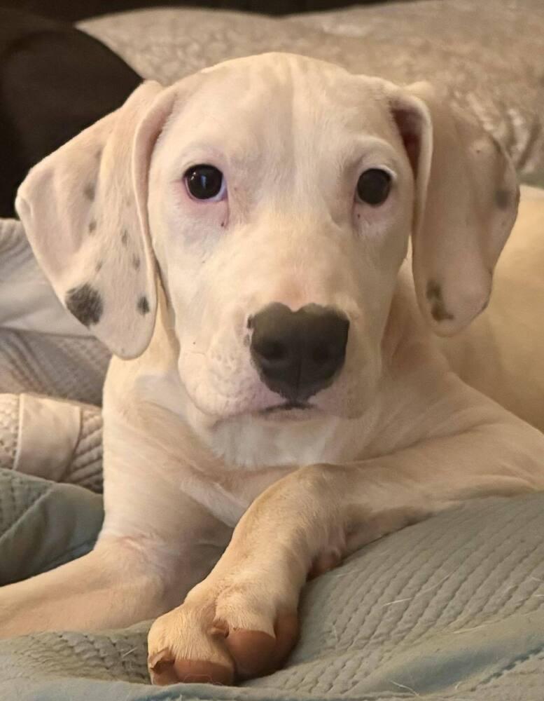 Dolphin, Adoptable, Puppy Female Dogo Argentino.