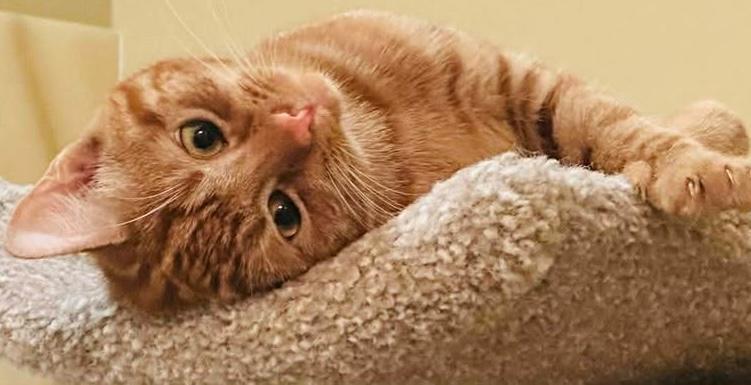 Enlarge Marma, an adopted mixed breed in Chicago, IL image 5/6