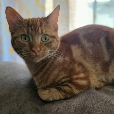 Marma, Adoptable, Kitten Female Domestic Short Hair.