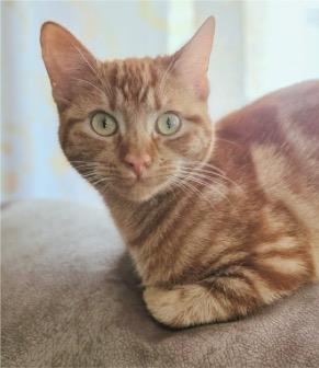 Enlarge Marma, an adopted mixed breed in Chicago, IL image 1/6