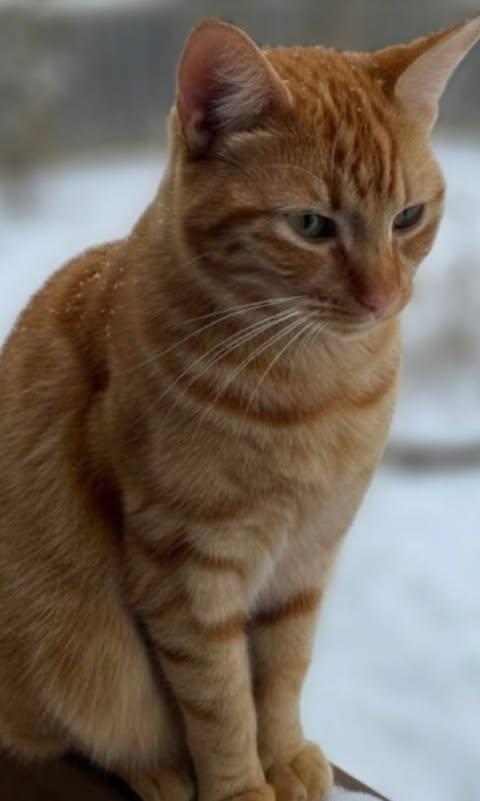 Enlarge Marma, an adopted mixed breed in Chicago, IL image 3/6