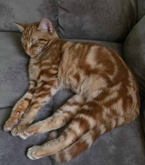 Enlarge Marma, an adopted mixed breed in Chicago, IL image 4/6