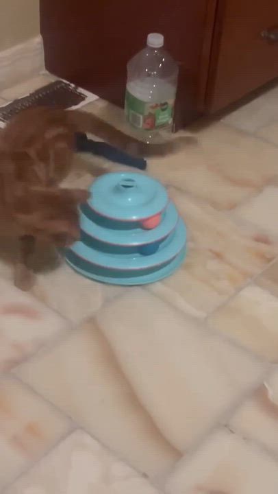 Enlarge Marma, an adopted mixed breed in Chicago, IL video 6/6