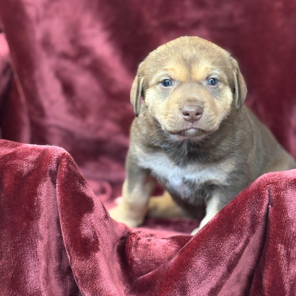 Enlarge Ember, a Adoptable mixed breed in Mount Shasta, CA image 1/3