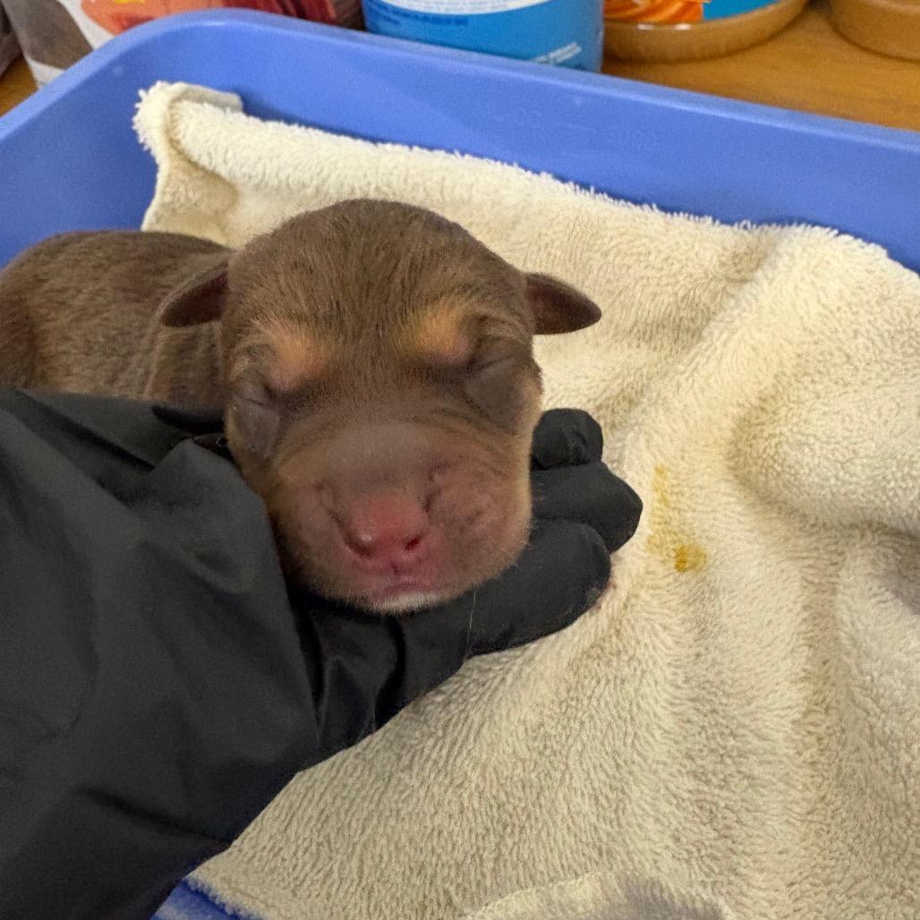 Enlarge Ember, a Adoptable mixed breed in Mount Shasta, CA image 2/3