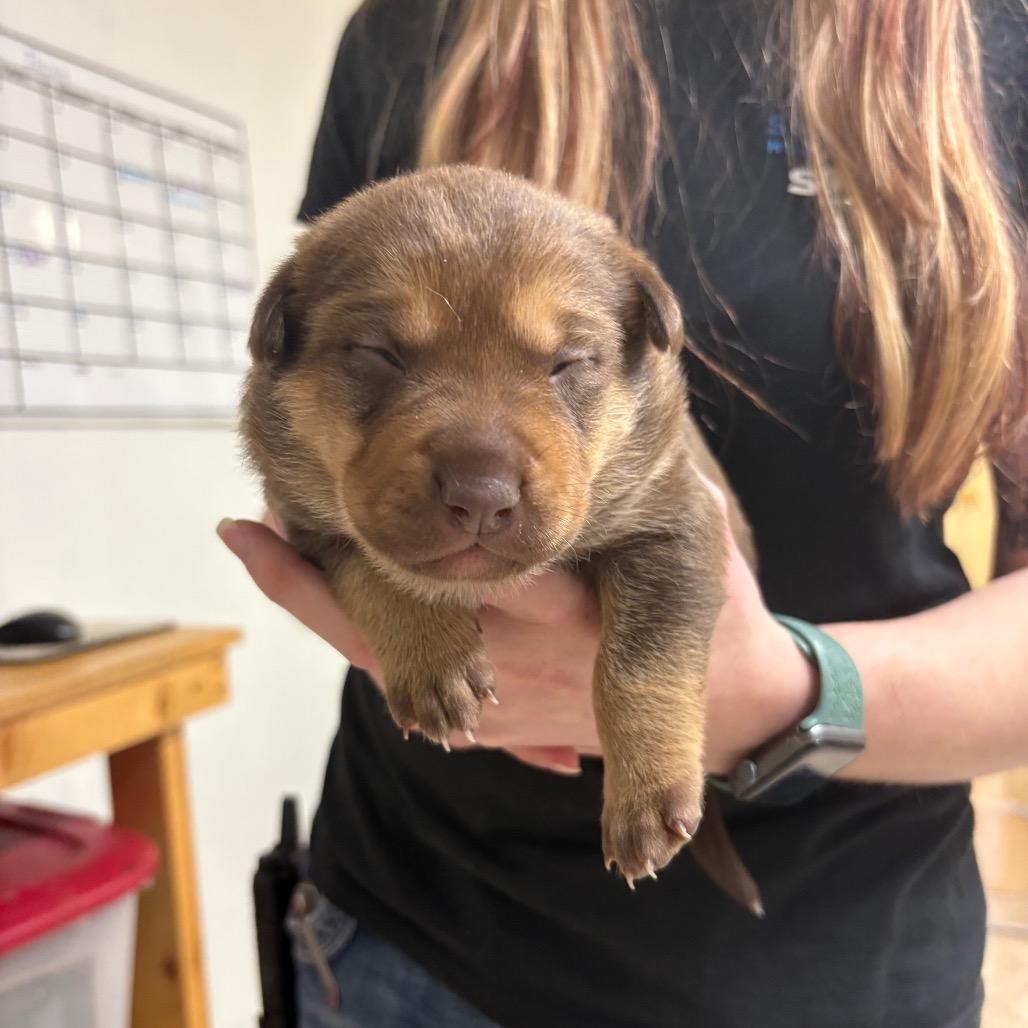 Enlarge Ember, a Adoptable mixed breed in Mount Shasta, CA image 3/3