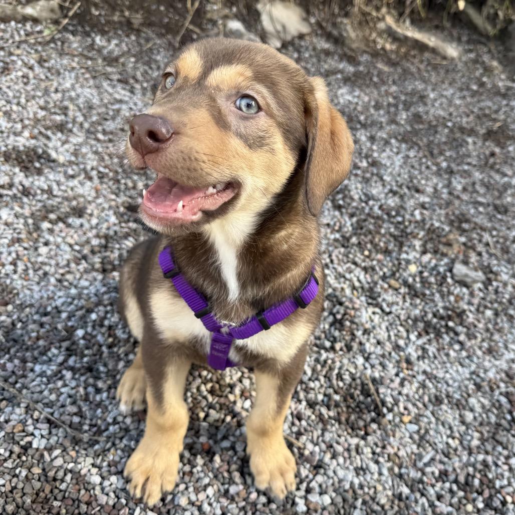 Ember, Adoptable, Puppy Female Shepherd.