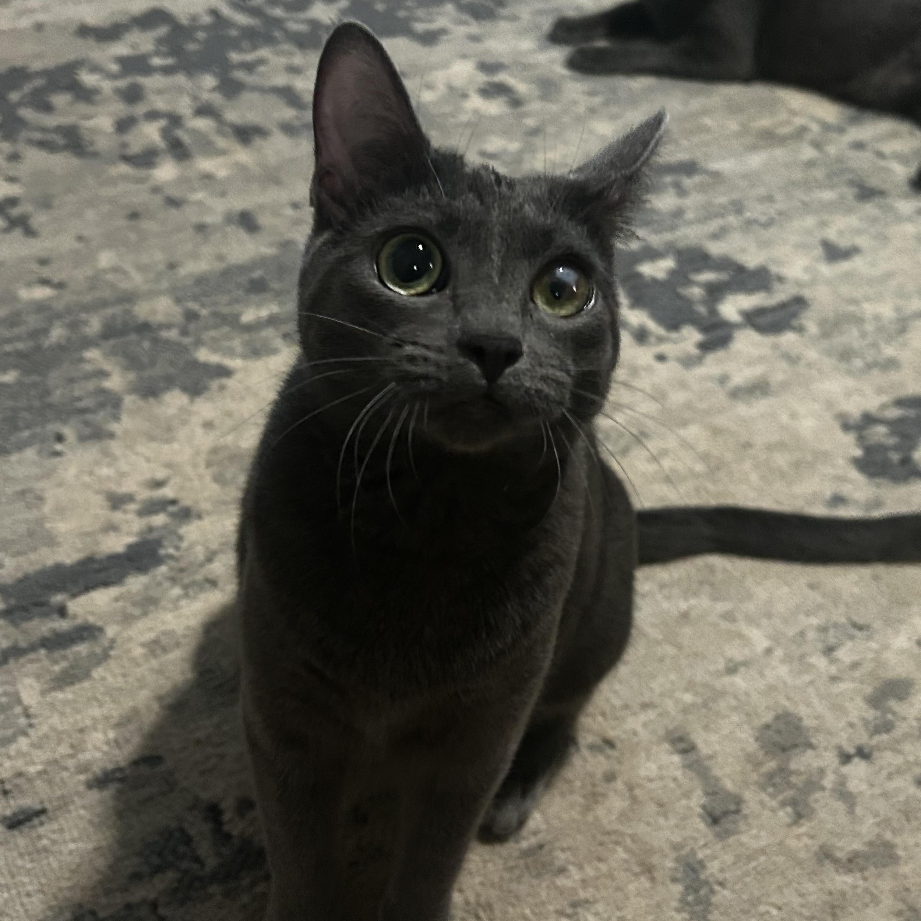 Cardi, Adoptable, Young Female Russian Blue.