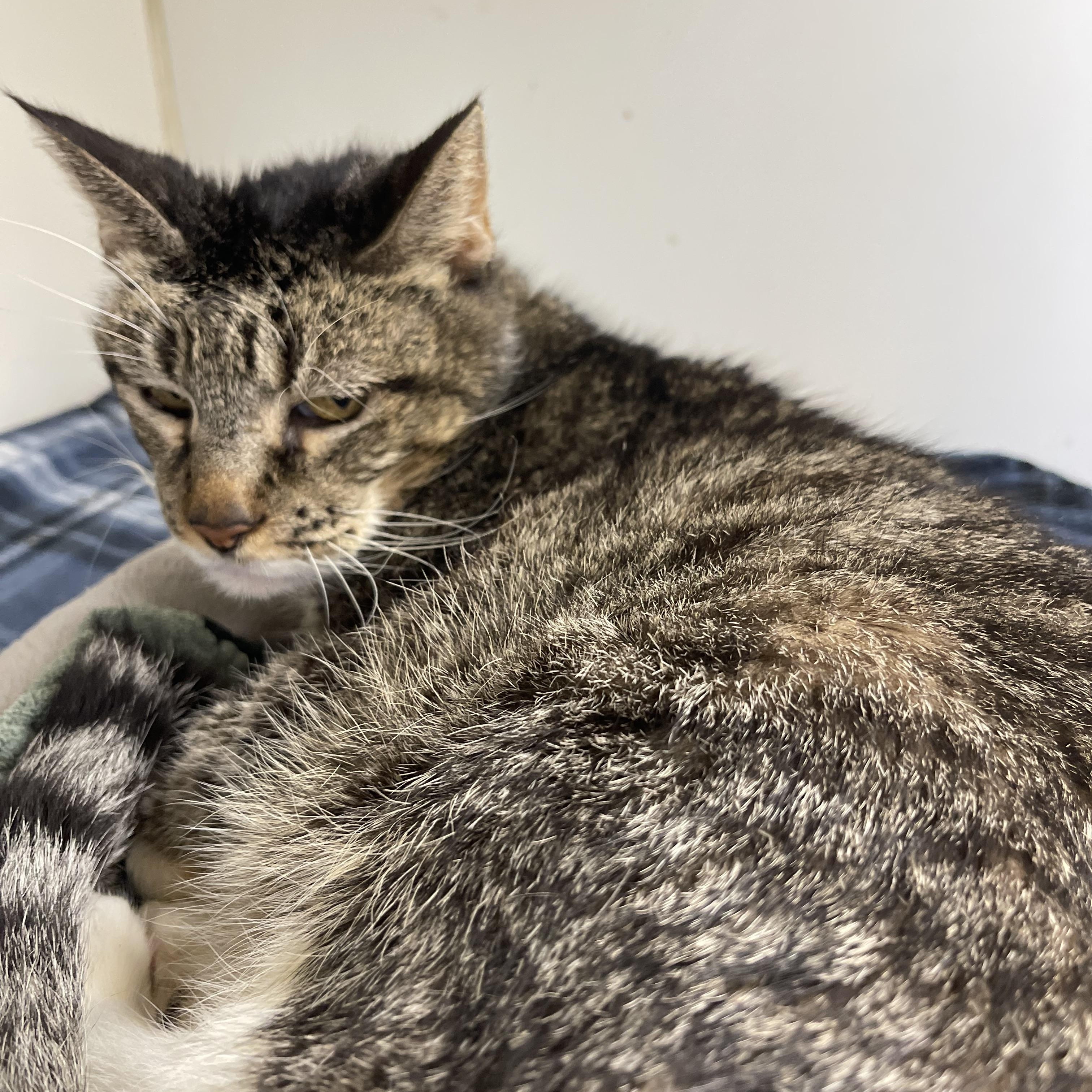 CRYSTAL, an adopted Domestic Short Hair in North Kansas City, MO image 2/2