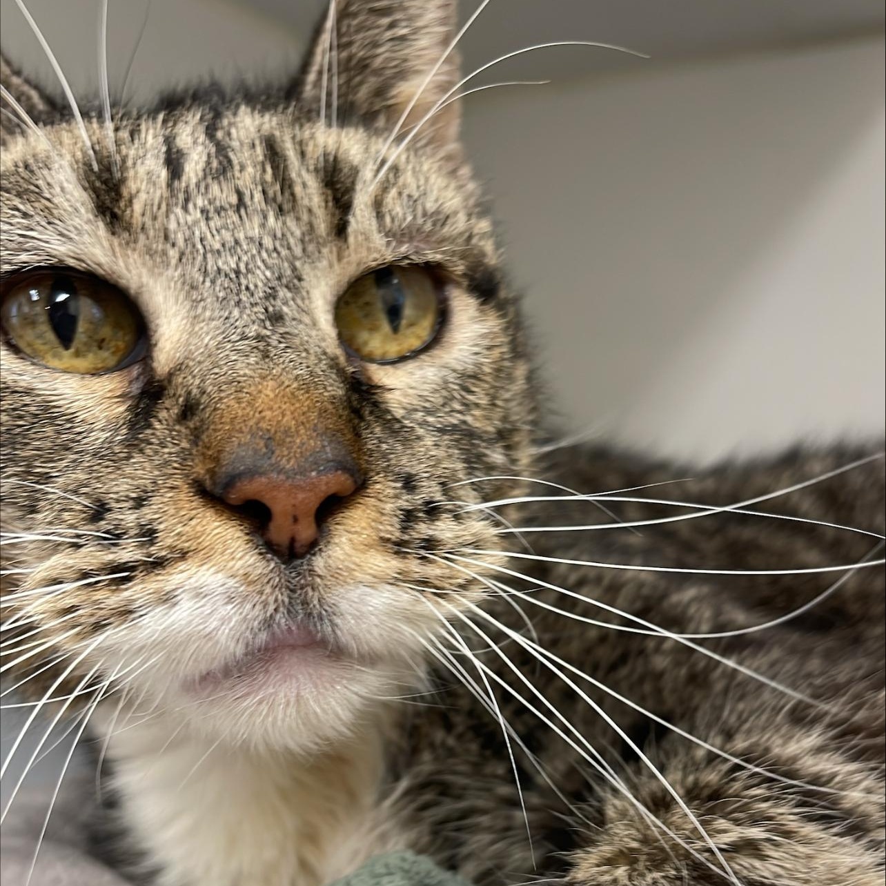 Minnie, ADOPTABLE, Senior Female Domestic Short Hair.