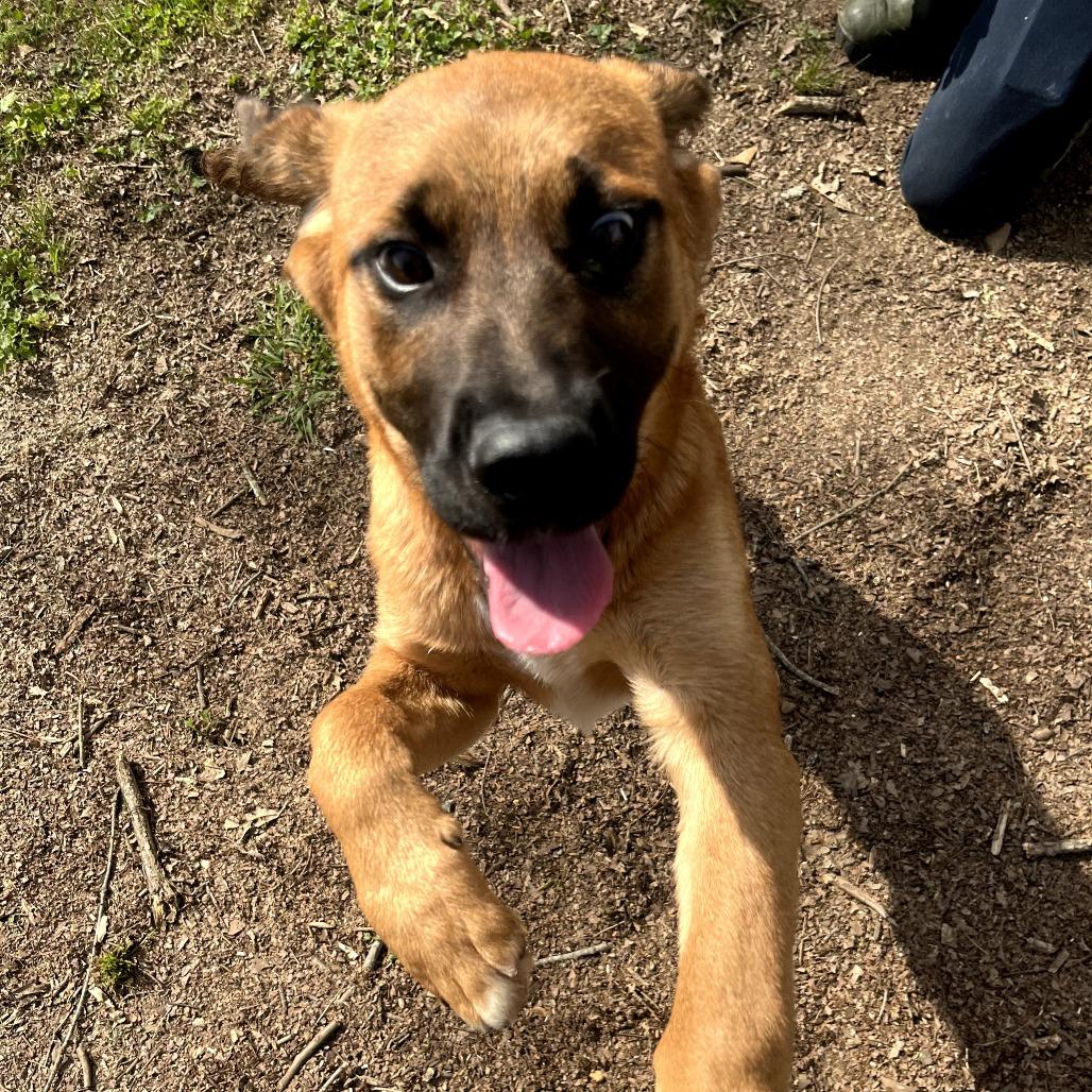 Mason, Adoptable, Young Male Terrier.