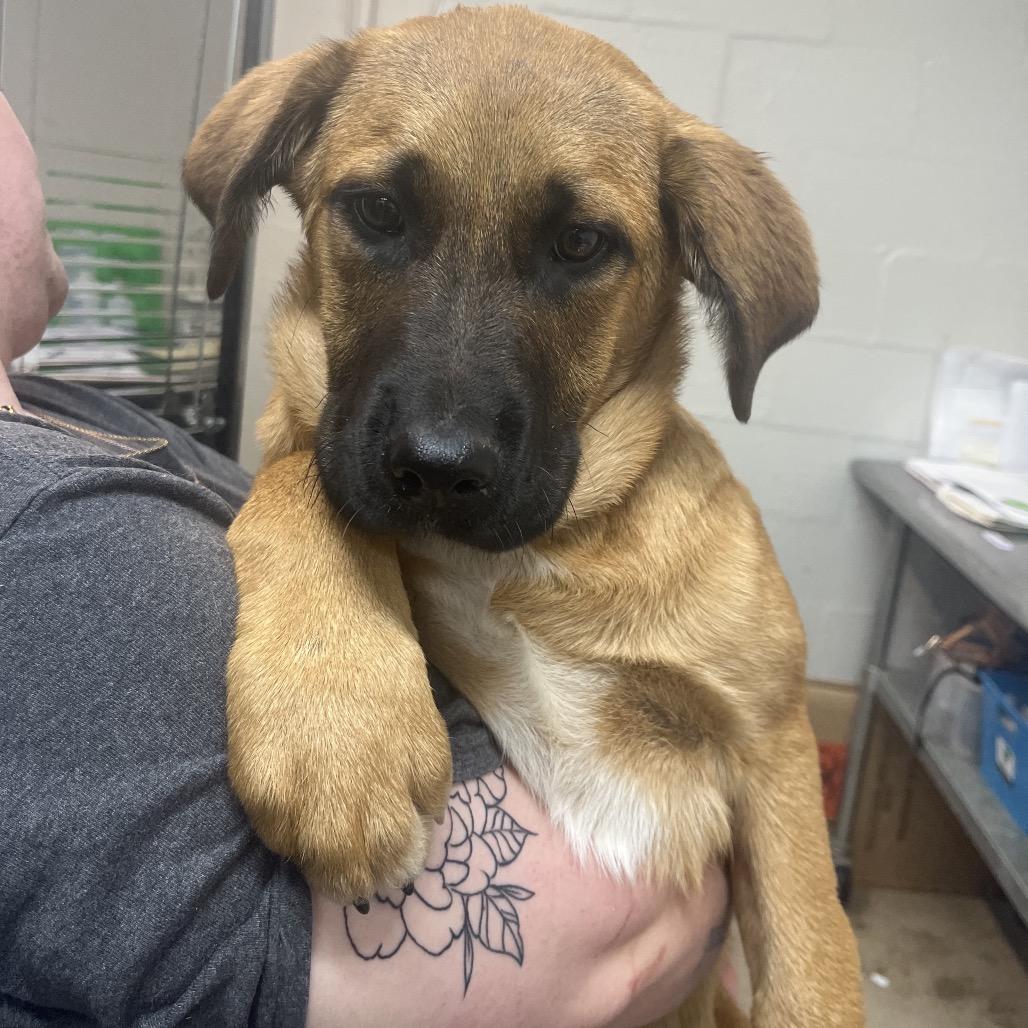 Enlarge Mason, a Adoptable mixed breed in Clanton, AL image 2/4