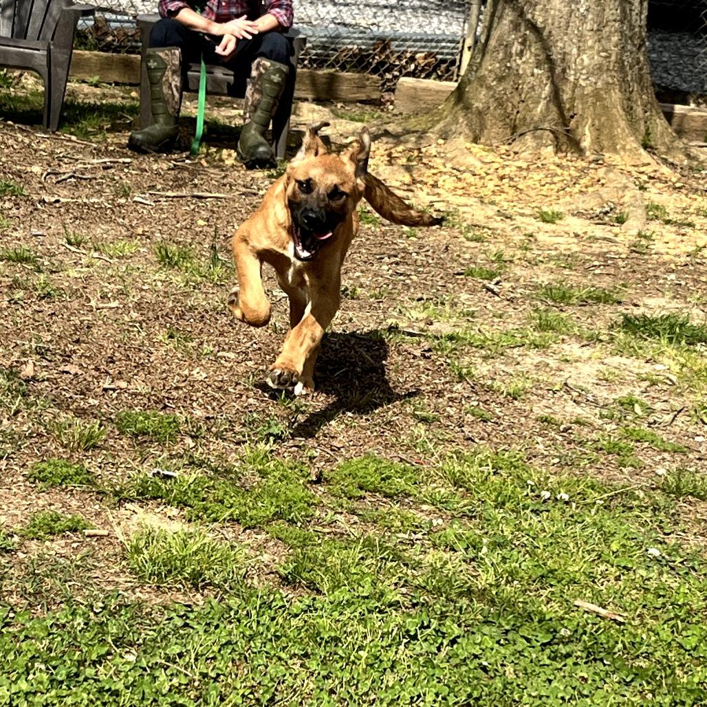 Enlarge Mason, a Adoptable mixed breed in Clanton, AL image 3/4