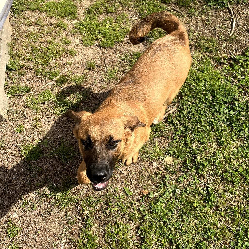 Enlarge Mason, a Adoptable mixed breed in Clanton, AL image 4/4