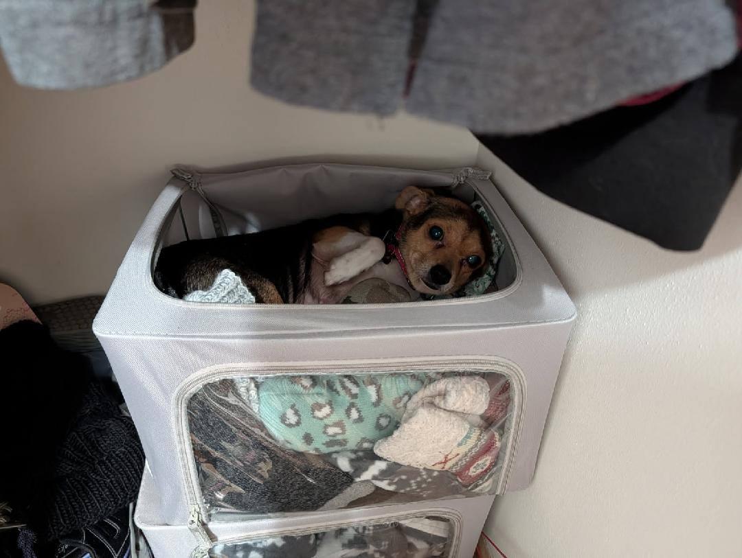 Enlarge Daisy, a ADOPTABLE mixed breed in Covington, WA image 3/6