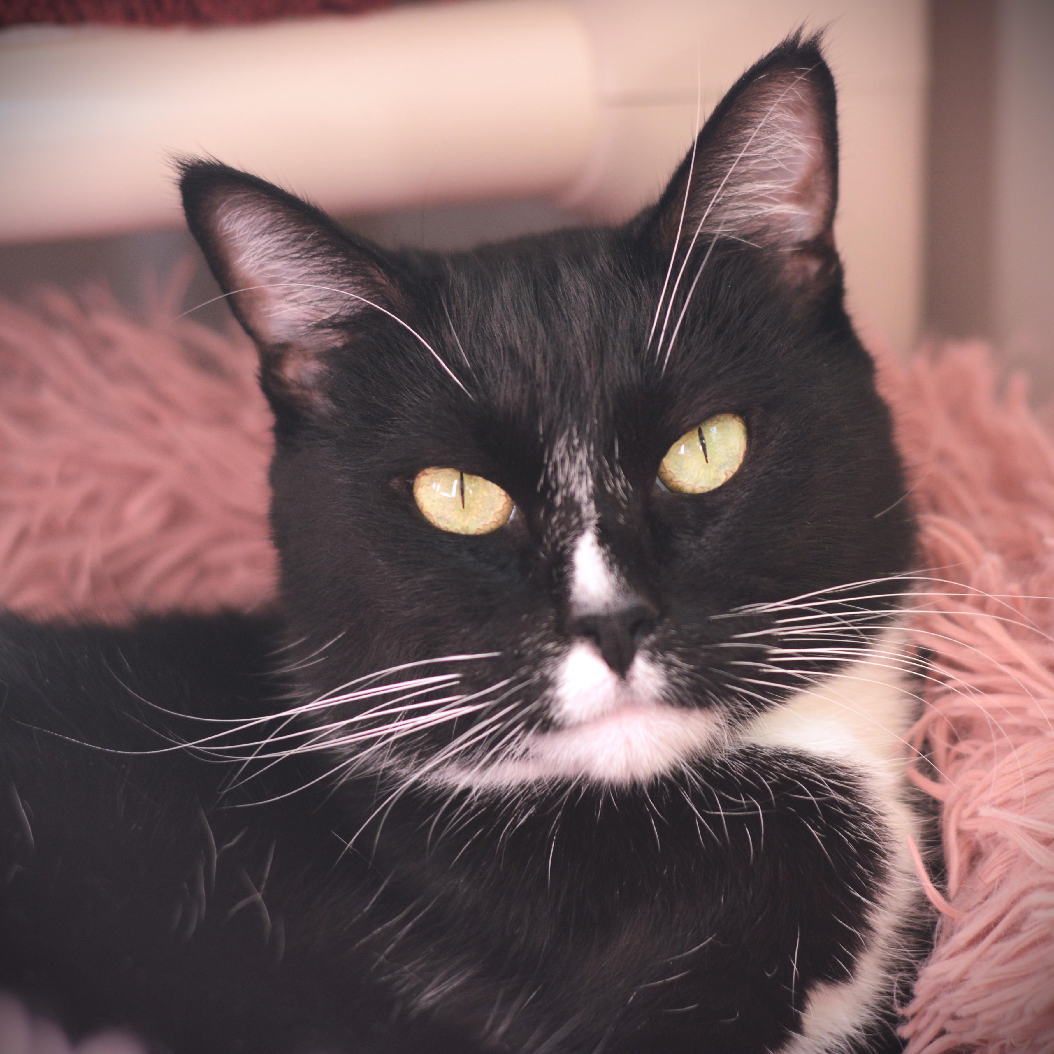 Sneakers, Adoptable, Adult Male Domestic Short Hair.