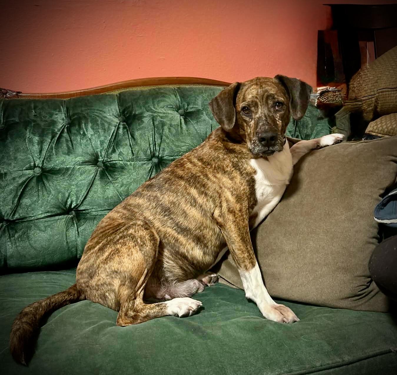 Chompers, ADOPTABLE, Adult Male Beagle.