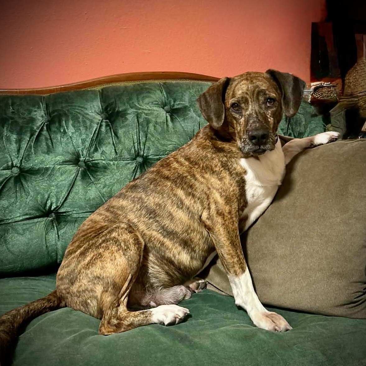 Enlarge Chompers, a ADOPTABLE mixed breed in Milton, FL image 2/3