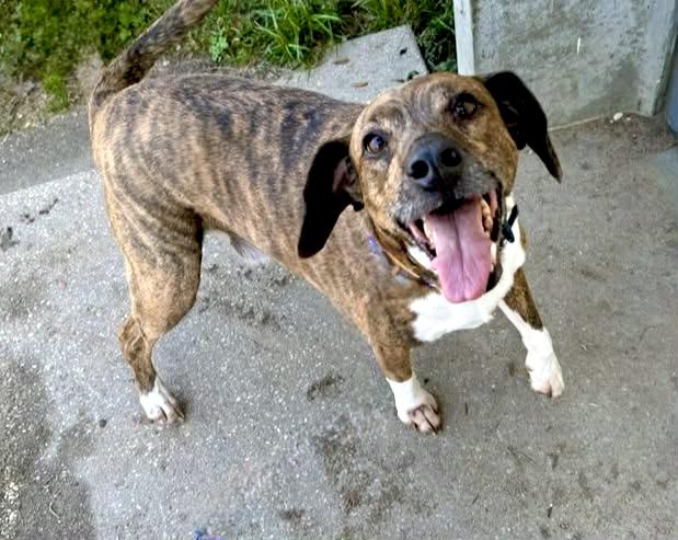 Enlarge Chompers, a ADOPTABLE mixed breed in Milton, FL image 3/3