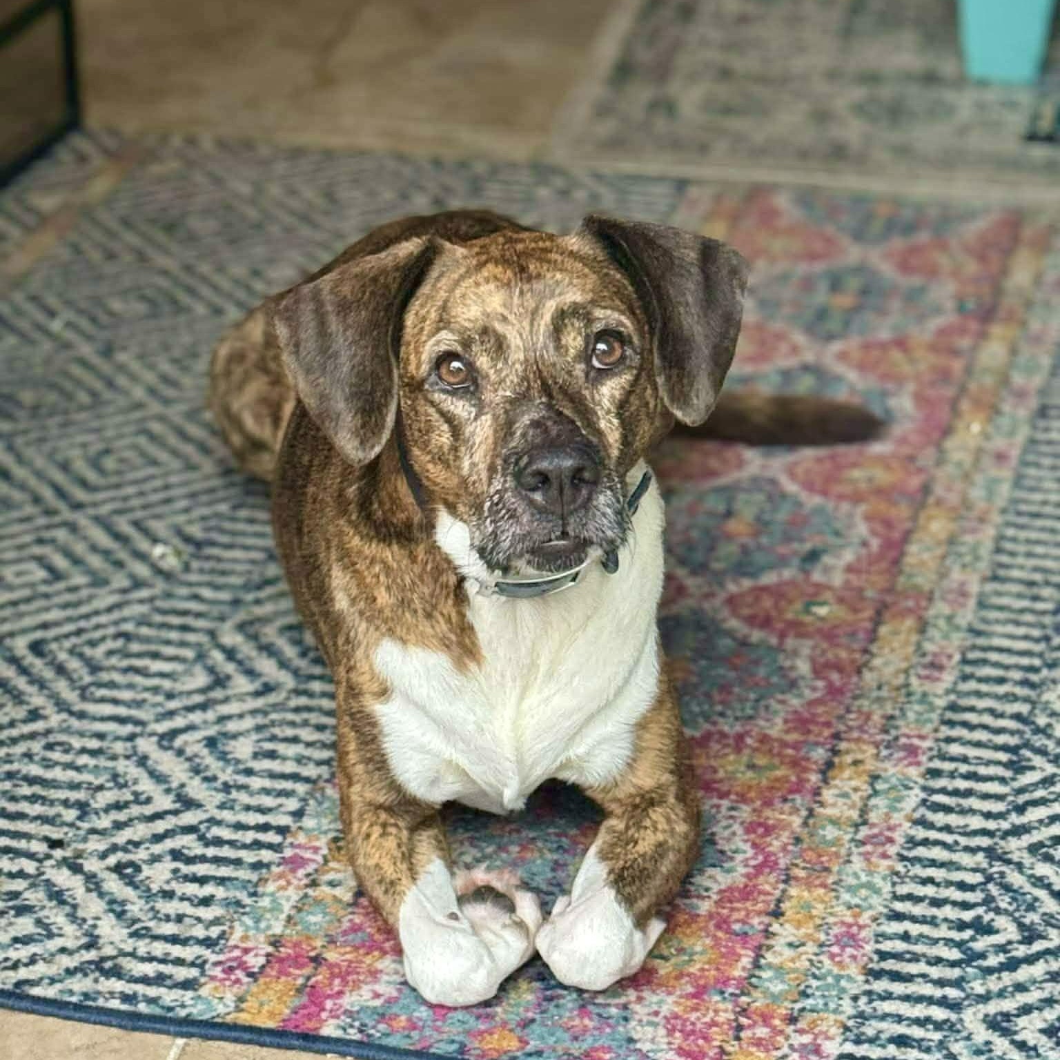 Enlarge Chompers, a ADOPTABLE mixed breed in Milton, FL image 1/3
