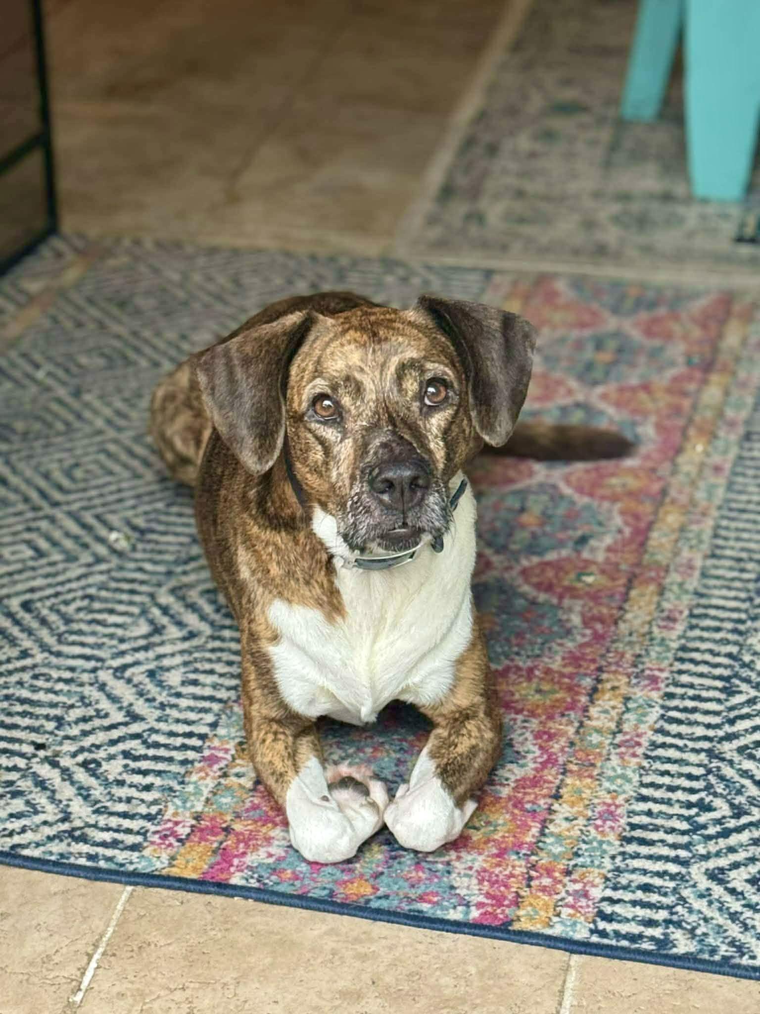 Chompers, a ADOPTABLE mixed breed in Milton, FL image 2/2