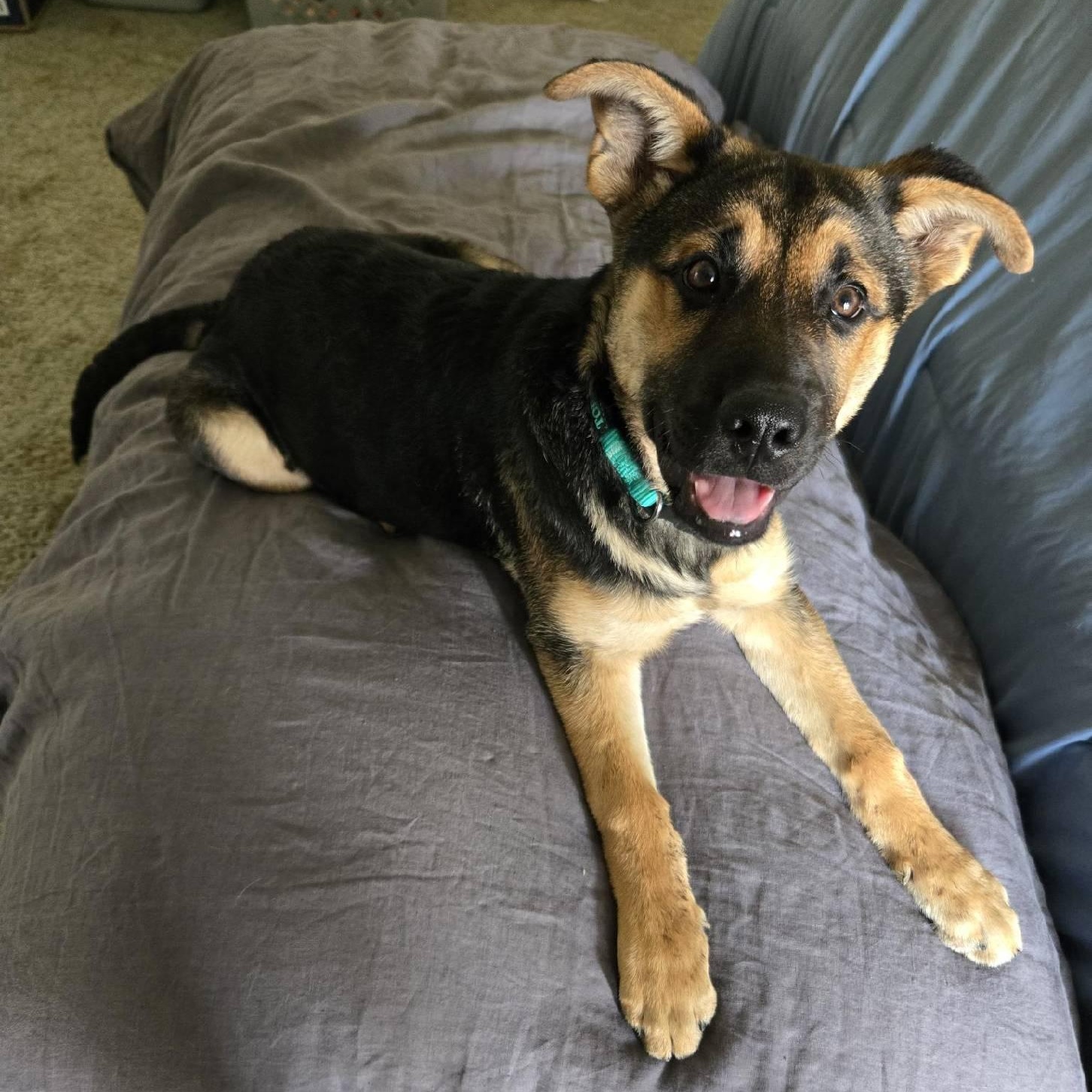 Enlarge Didi, a Adopted mixed breed in Hesperia, CA image 1/2