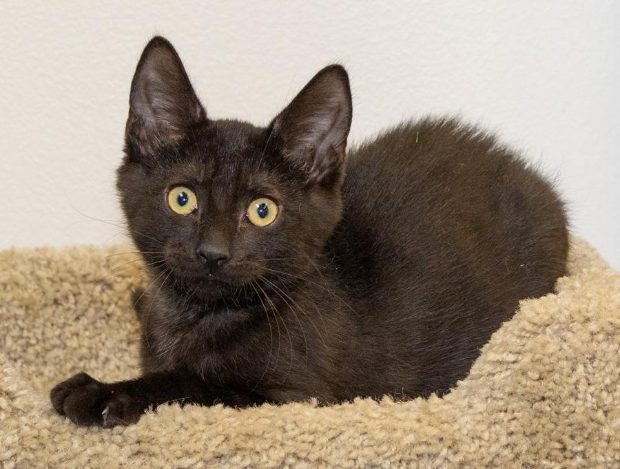 Enlarge Cory, a ADOPTABLE Domestic Short Hair in Paramus, NJ image 6/6