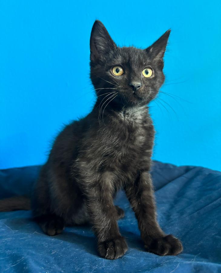 Enlarge Cory, a ADOPTABLE Domestic Short Hair in Paramus, NJ image 3/6