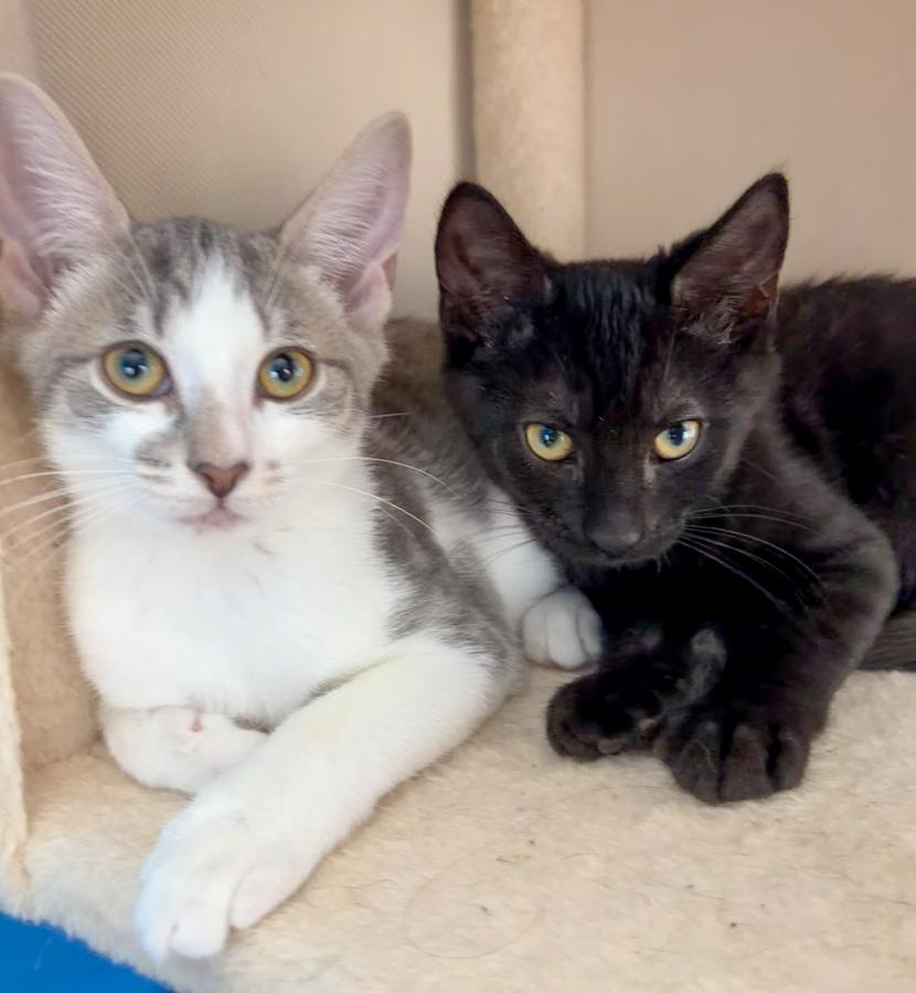 Enlarge Cory, a ADOPTABLE Domestic Short Hair in Paramus, NJ image 2/6