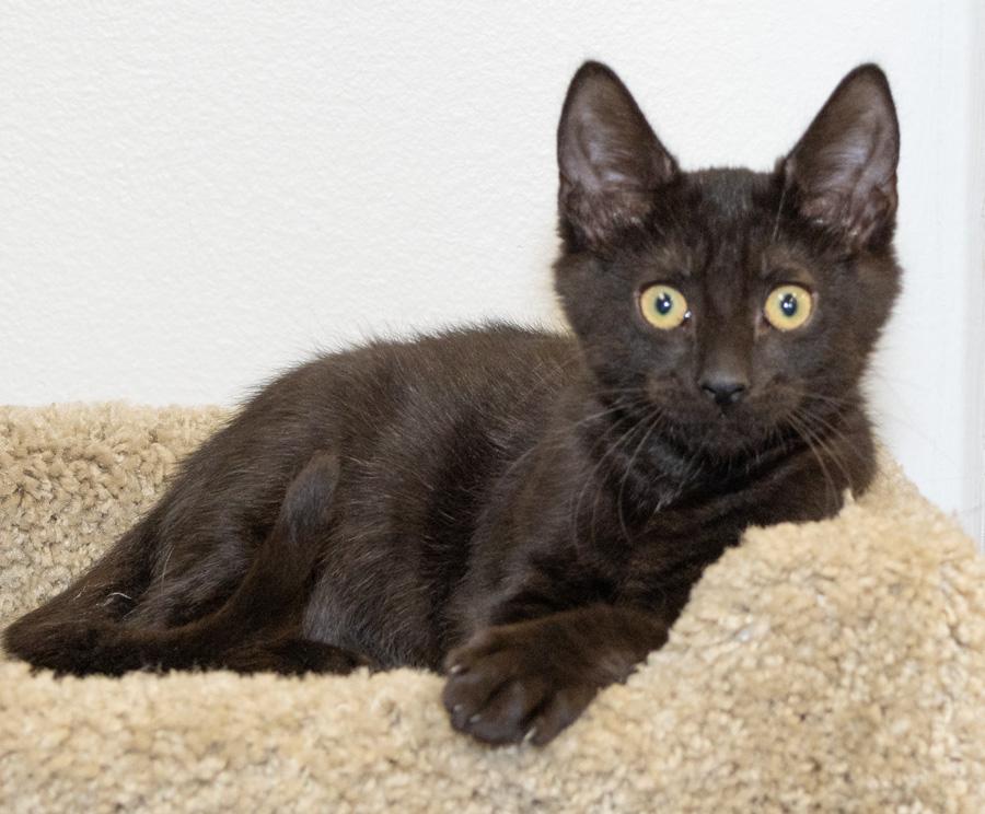Enlarge Cory, a ADOPTABLE Domestic Short Hair in Paramus, NJ image 4/6