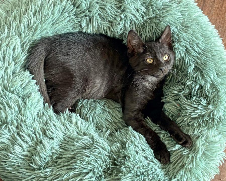 Enlarge Cory, a ADOPTABLE Domestic Short Hair in Paramus, NJ image 5/6