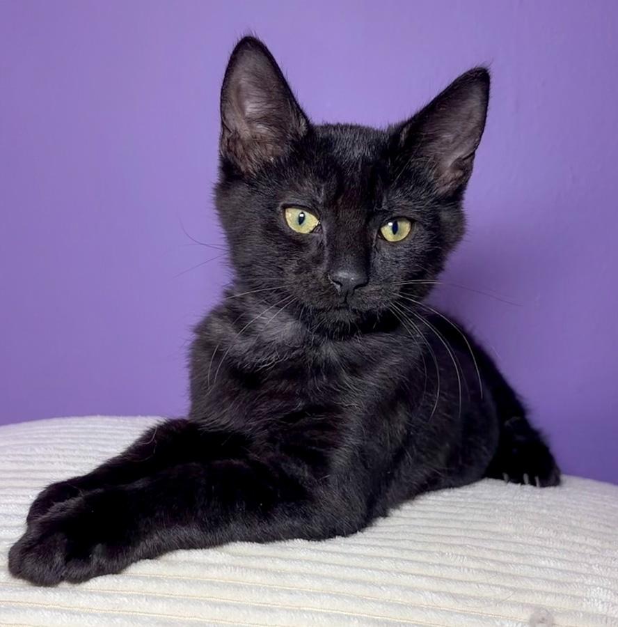 Cory, ADOPTABLE, Kitten Male Domestic Short Hair.